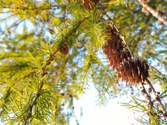 Larix
