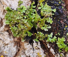 Physconia perisidiosa