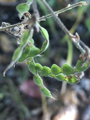 Desmodium viridiflorum