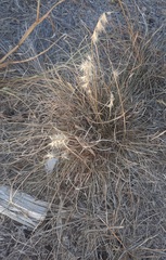 Bouteloua rigidiseta