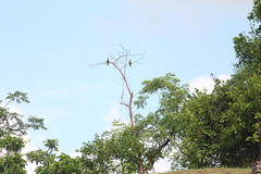 Eupsittula nana