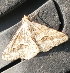 Frederickia s-signata