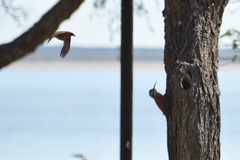 Lepidocolaptes angustirostris