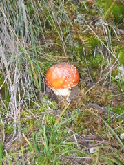 Amanita muscaria flavivolvata
