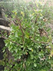 Bursera