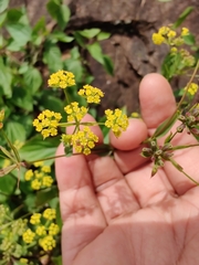 Bupleurum