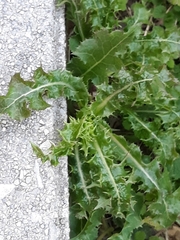 Sonchus asper