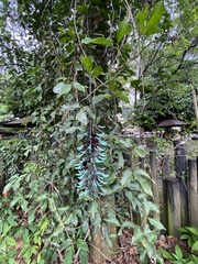 Strongylodon macrobotrys