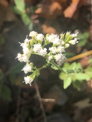 Ageratina aromatica