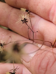 Hieracium paniculatum
