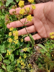 Bupleurum