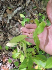 Hieracium paniculatum