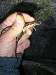 Eurycea guttolineata