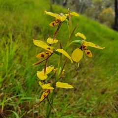 Diuris sulphurea