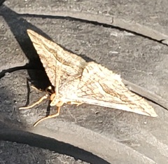 Frederickia s-signata