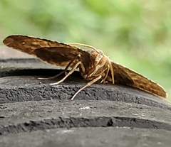 Frederickia s-signata