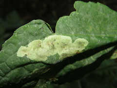 Agromyzidae