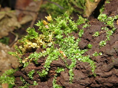 Plagiomnium cuspidatum