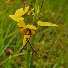 Diuris sulphurea