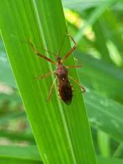 Rocconota annulicornis