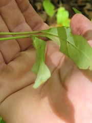 Hieracium paniculatum