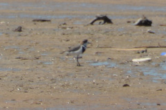 Charadrius falklandicus