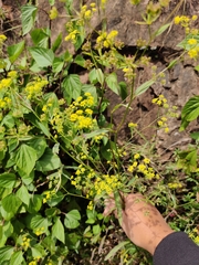 Bupleurum