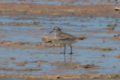 Calidris fuscicollis