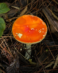 Amanita muscaria flavivolvata
