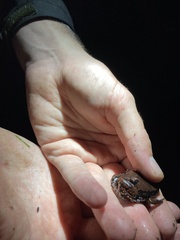 Hypopachus pictiventris