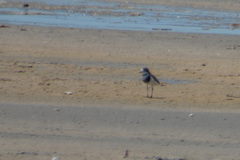 Charadrius falklandicus