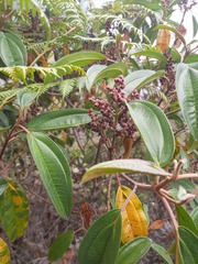 Miconia
