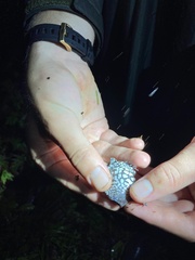 Hypopachus pictiventris