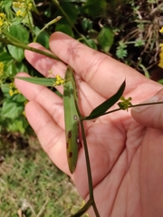 Bupleurum