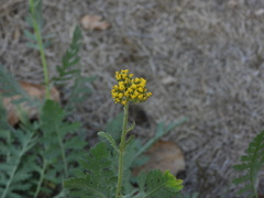 Achillea filipendulina