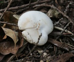 Hygrophorus chrysodon