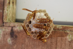 Polistes carnifex carnifex
