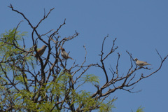 Agelaioides badius