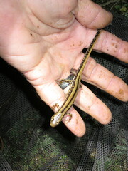 Eurycea guttolineata