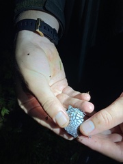 Hypopachus pictiventris