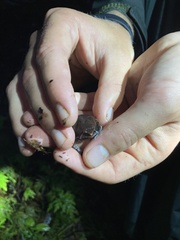 Hypopachus pictiventris