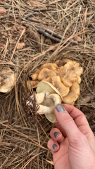 Lyophyllum