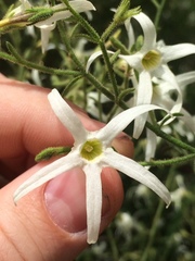 Anthocercis angustifolia
