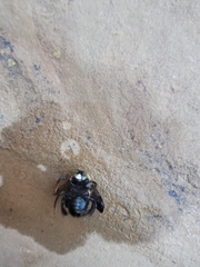 Xylocopa virginica texana