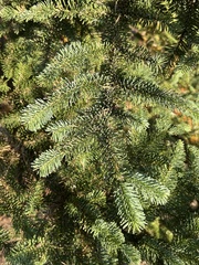 Abies procera