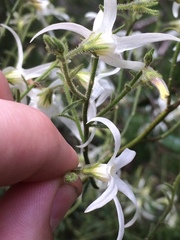 Anthocercis angustifolia