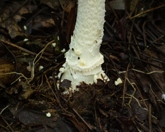 Amanita muscaria flavivolvata