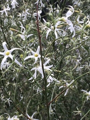 Anthocercis angustifolia