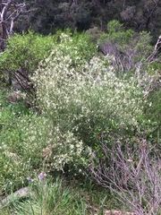 Anthocercis angustifolia