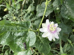 Passiflora vesicaria